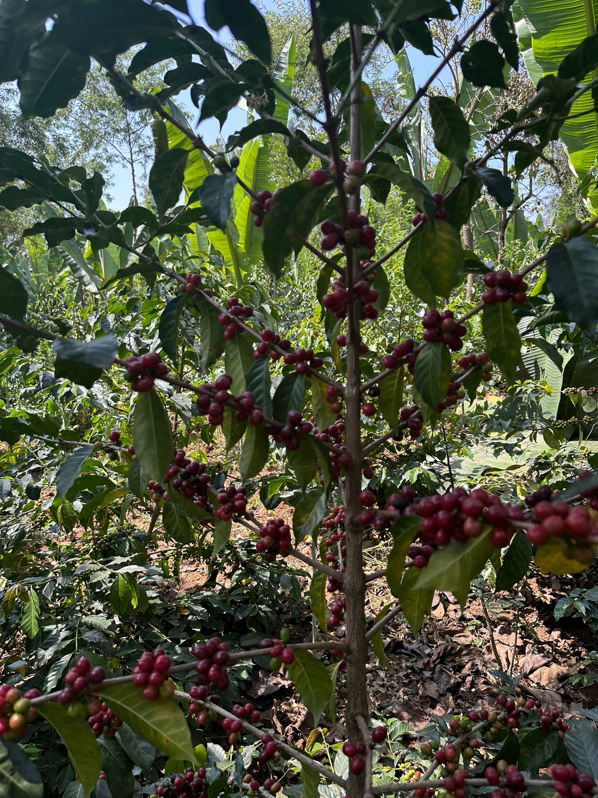 Coffee Cherries on Branch