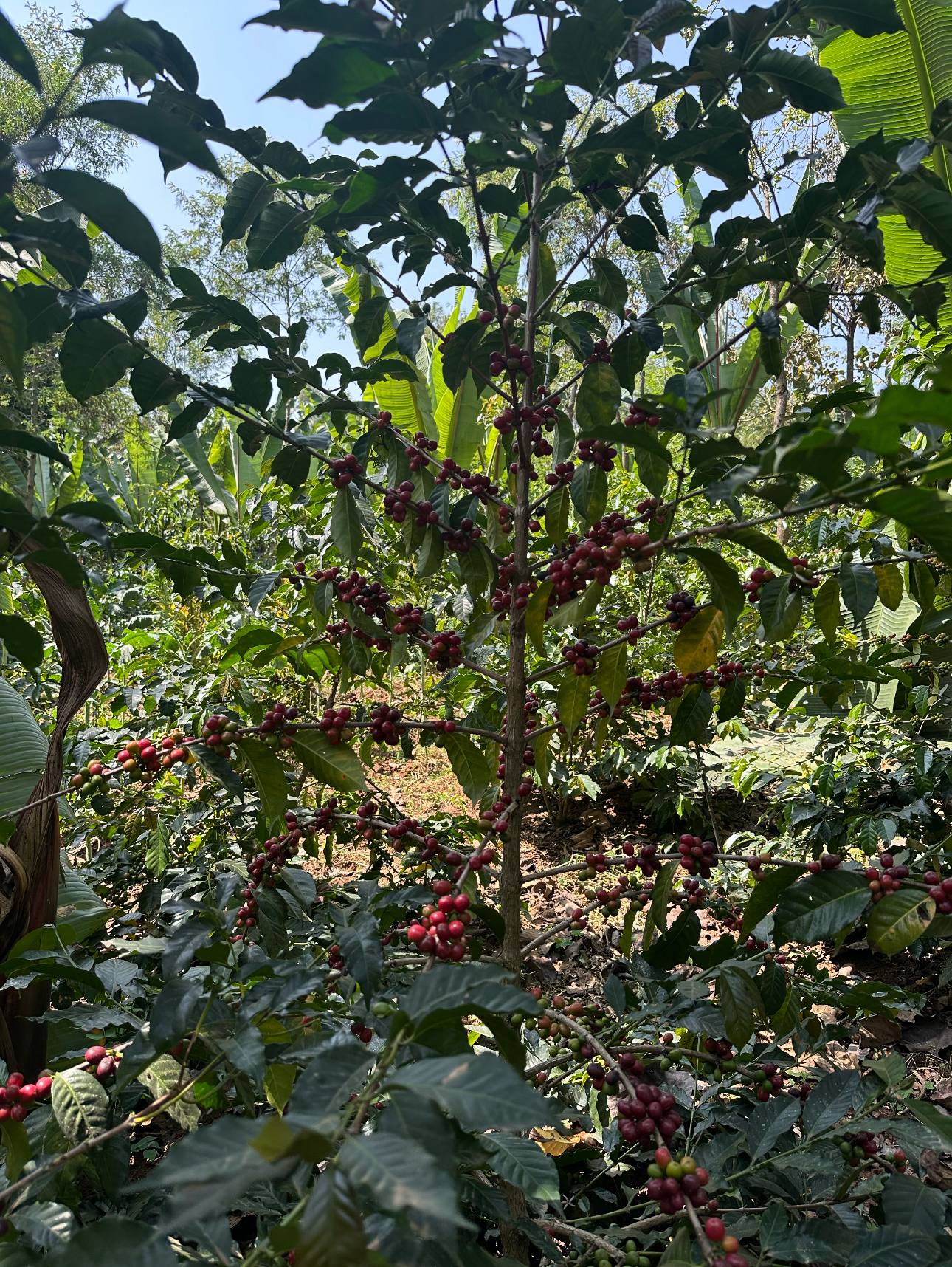 Fertile Volcanic Soil